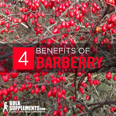 side effects of barberry supplements